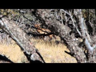 SOLO Hunter TV - Nevada Archery Bull Elk Part 1