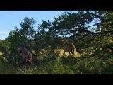 Primos - The Truth About Hunting - Elk Hunting in New Mexico at Ojo Feliz Ranch Part 2