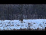 Dean Partridge's Canadian Whitetail - An Old Flame