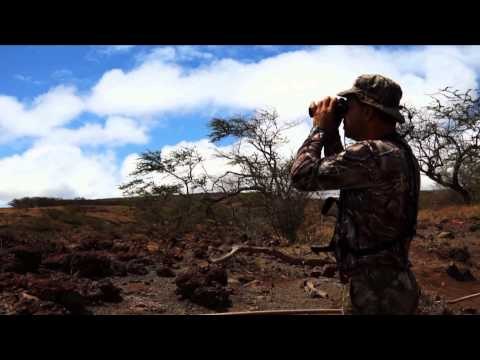 Long Range Pursuit - Axis Deer in Paradise
