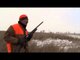 SportingDog Adventures - Big Field Pheasants
