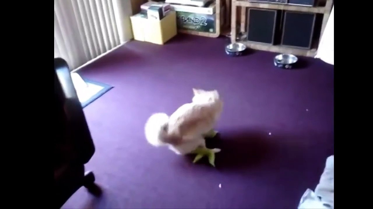 Top 10 Twerking Dog Vine Compilation 2015 ★ Twerk It Like Miley