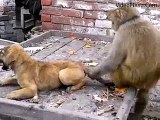 Pakistani Monkey Disturb Dog's Child In Dangrous Mode - Desi Girls Video