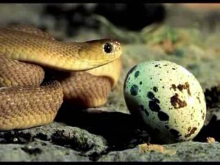Snake Eating BIG Egg