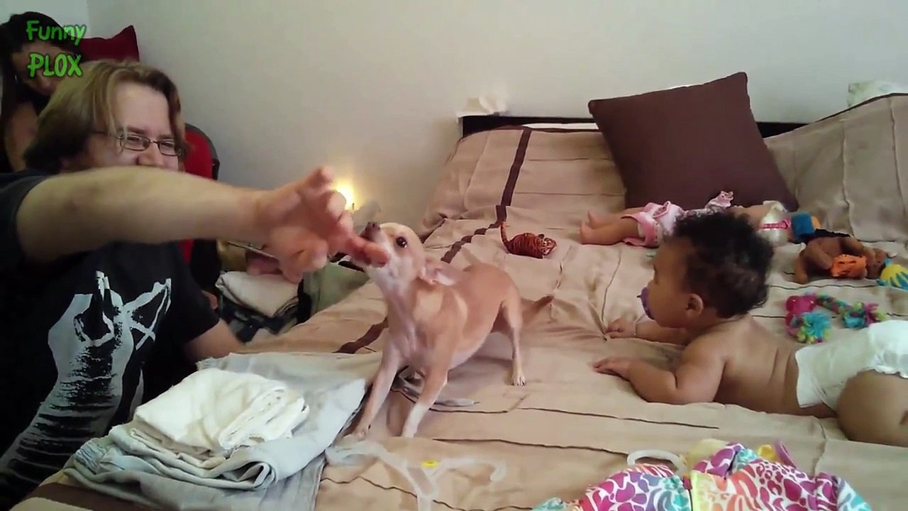 Funny Dogs Protecting Babies Compilation