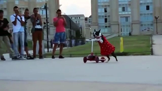 Вот это да! Что умеет эта собачка