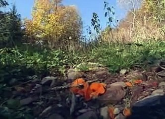 le Père de la Permaculture (Sepp Holzer)