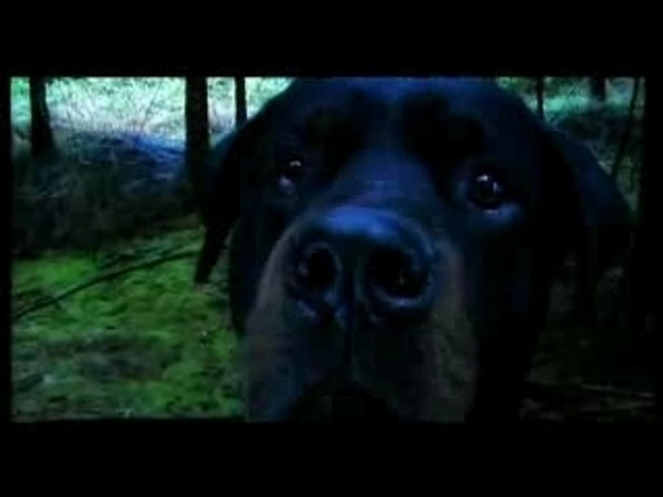 DOG TRIP 2 (teaser)