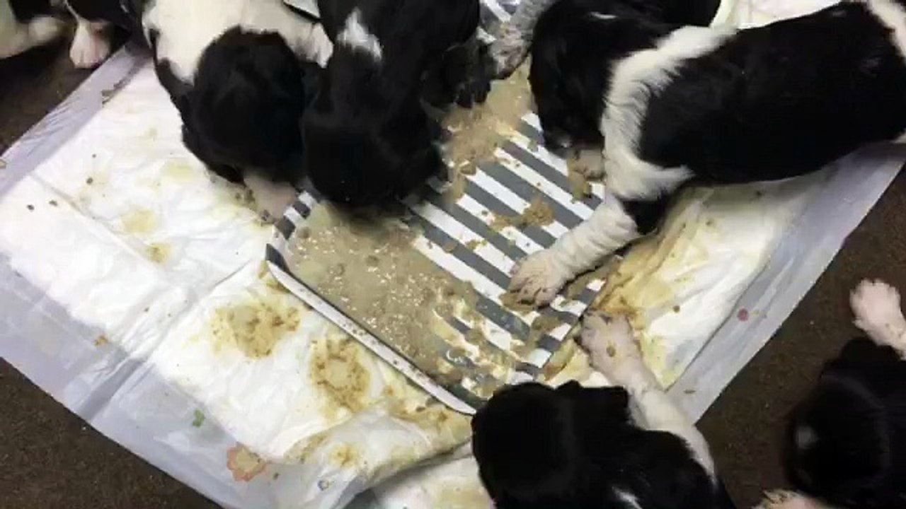 E-Wurf von der Wallmühle | erste Breiparty 12.02.2016