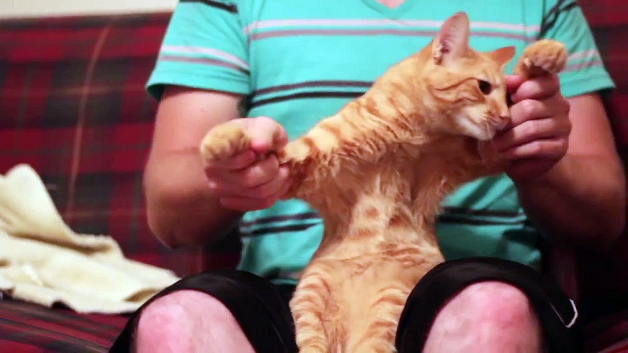 Dubstep Cat