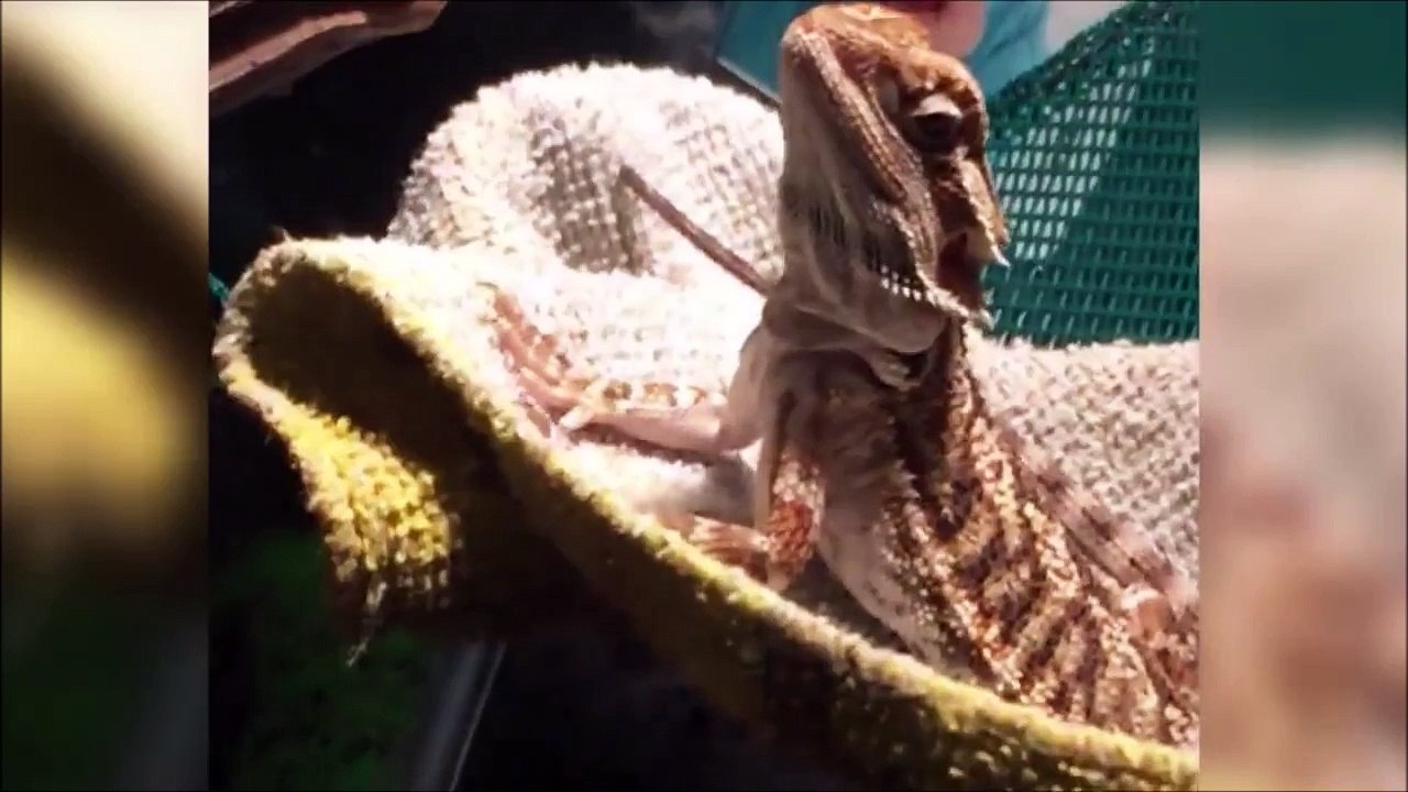 Lizard Says Hello