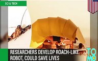 Creepy robot cockroach can squeeze into tiny gaps
