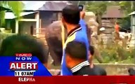 Siliguri: Wild elephant goes on rampage, damages 100 houses