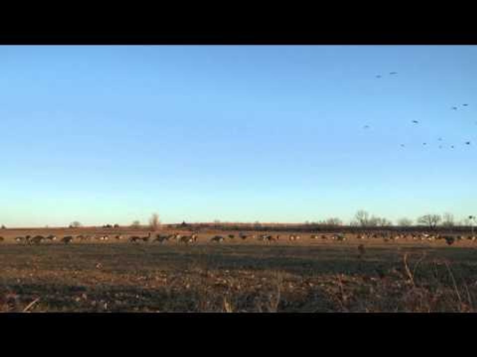 The Fowl Life - Arkansas Tree Huggin - Part 1