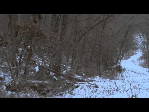 Buck Ventures Outdoors - Last Chance Whitetails