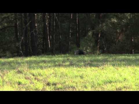 Silent Draw Outdoors - Western Turkey