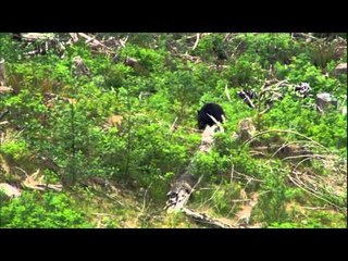 Canada in the Rough  - Huge Redemption Island Bears