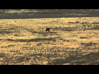 North American Hunter - South Dakota Sneak Attack