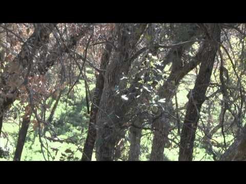 Relentless Pursuit - Coues Deer