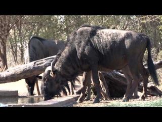 Excalibur's Huntin' the Backwoods - Back in the Bushveld Part 2