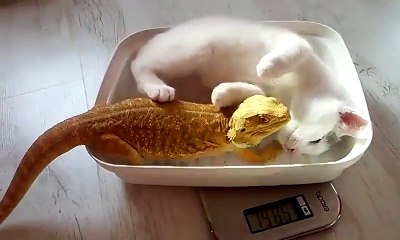 This bearded dragon was about to be weighed, but then the kitten of the house came along..