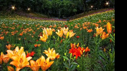 Лилия. Лилии фото