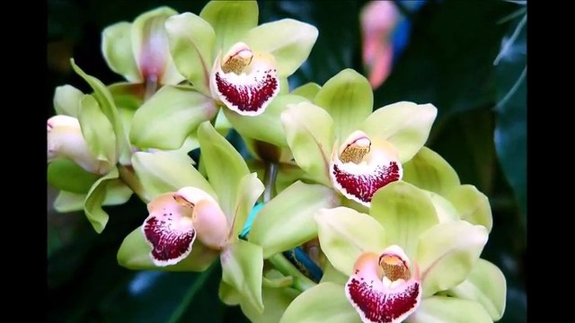 Орхидеи. Орхидеи фото