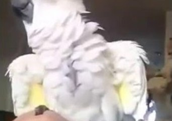 Harley the Headbanging Cockatoo