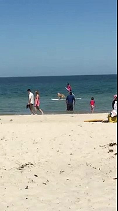 surfing dog in Australia (FULL HD)