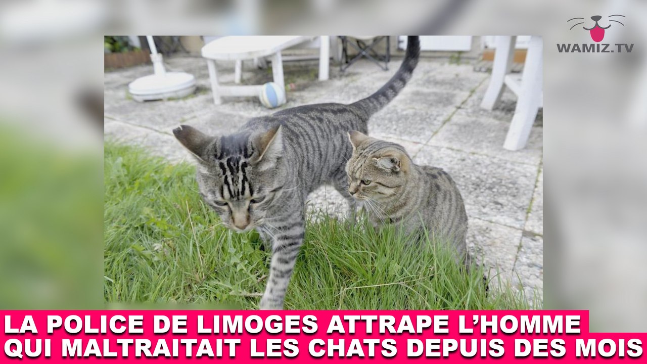 La police de Limoges attrape l'homme qui maltraitait les chats depuis des mois ! L'histoire dans la minute chat #128