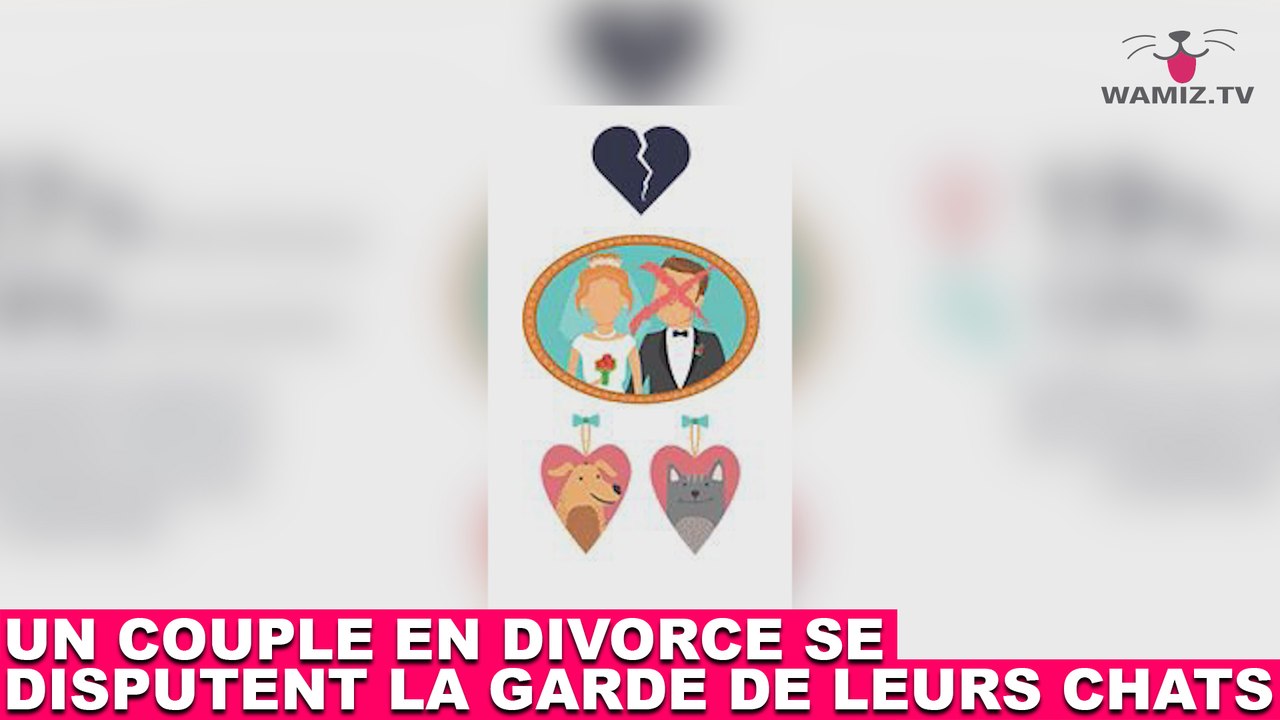 Un couple en divorce se disputent la garde de leurs chats ! Tout de suite dans la minute chat #129