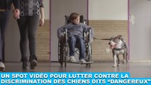 Un spot vidéo pour lutter contre la discrimination des chiens dits 