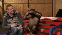Des chimpanzés réagissent à des tours de magie sur iPad