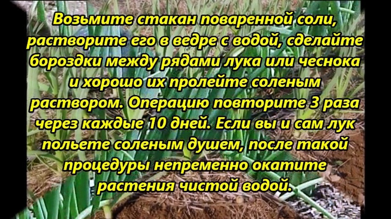 ЕСЛИ НАЧИНАЮТ ЖЕЛТЕТЬ ЛУК И ЧЕСНОК