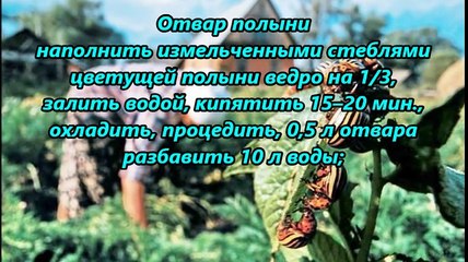 Избавляемся от колорадского жука Без химии!!!