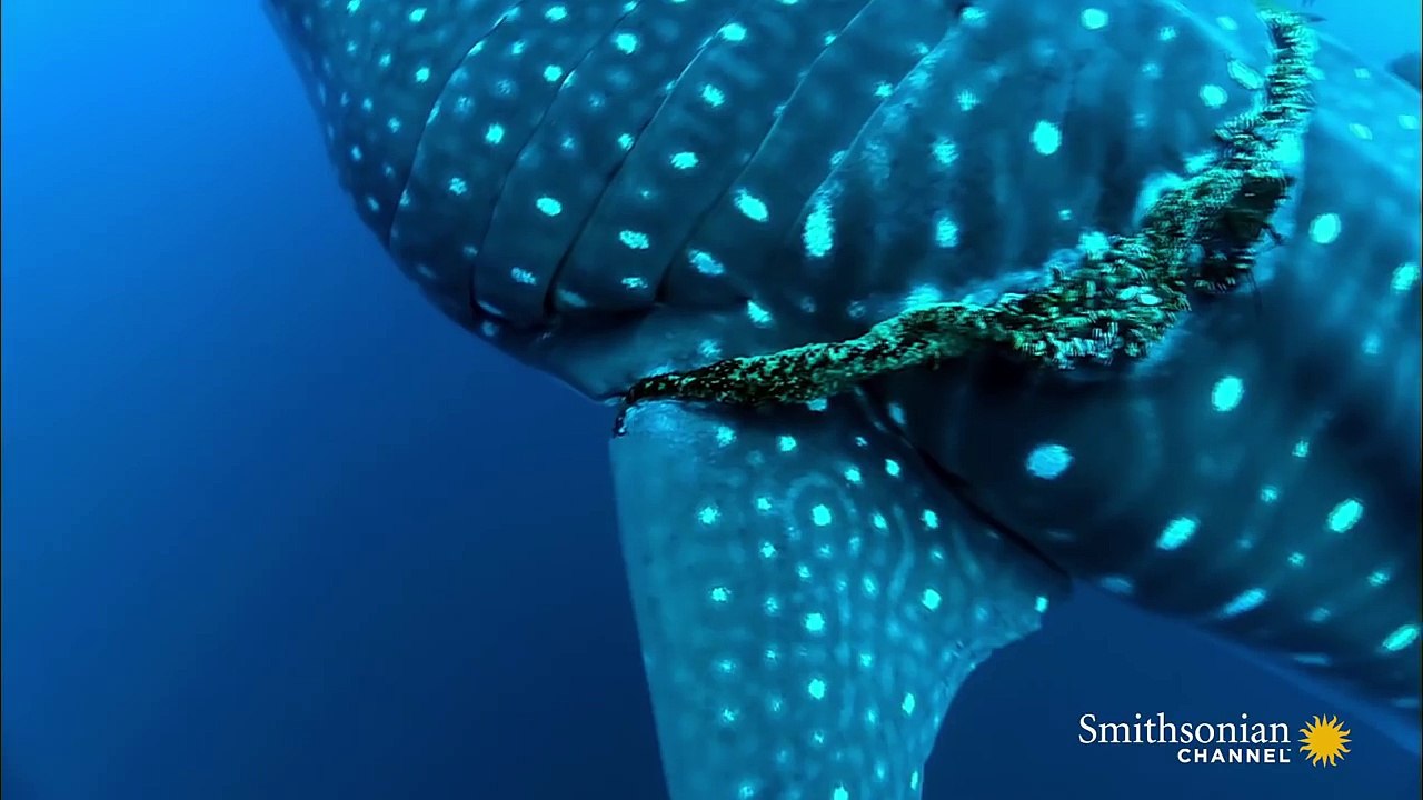 Un plongeur sauve un requin-baleine piégé dans un filet. Belle coopération Humain-animal