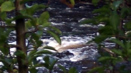 Not Too Rapid Rapids