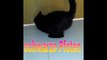 Funny Katzen #Prank cat. schnapp es Dir. weiss oder schwarz?