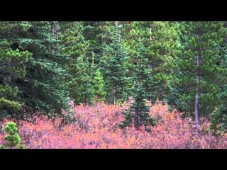 No Limits TV - The Promise Alberta