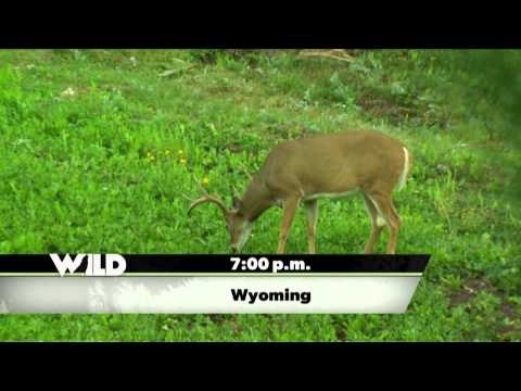 Primos - The Truth About Hunting - Team Primos Hunts Deer in Wyoming