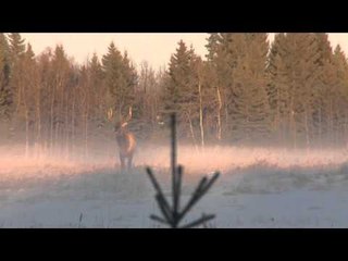 The Canadian Tradition - Snowy Foothills