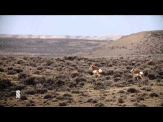 Ridge Reaper TV - Where the Elk and the Antelope Play