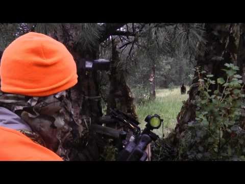 Predator Nation - The Eichler's VS The One Eyed Bear