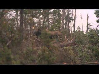 North American Hunter - Newfoundland
