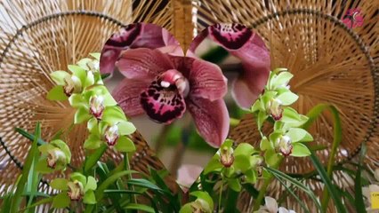 Цветок Орхидеи Цветы Орхидеи