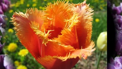 Цветок тюльпан. Тюльпаны фото