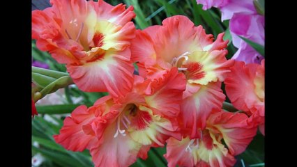 Цветы гладиолусы фото. Гладиолусы