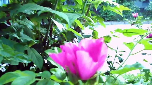 Цветы Когда Цветут Цветы