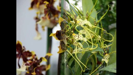 Цветы Орхидеи