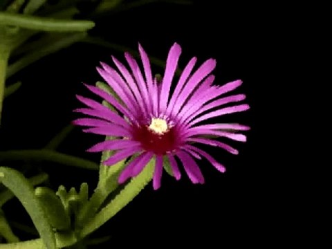 Цветы Распускающиеся Цветы